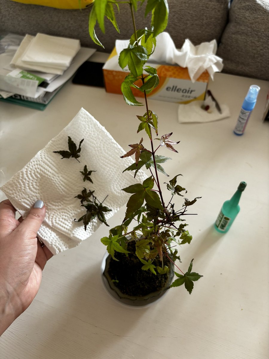 WickedCC tweet media