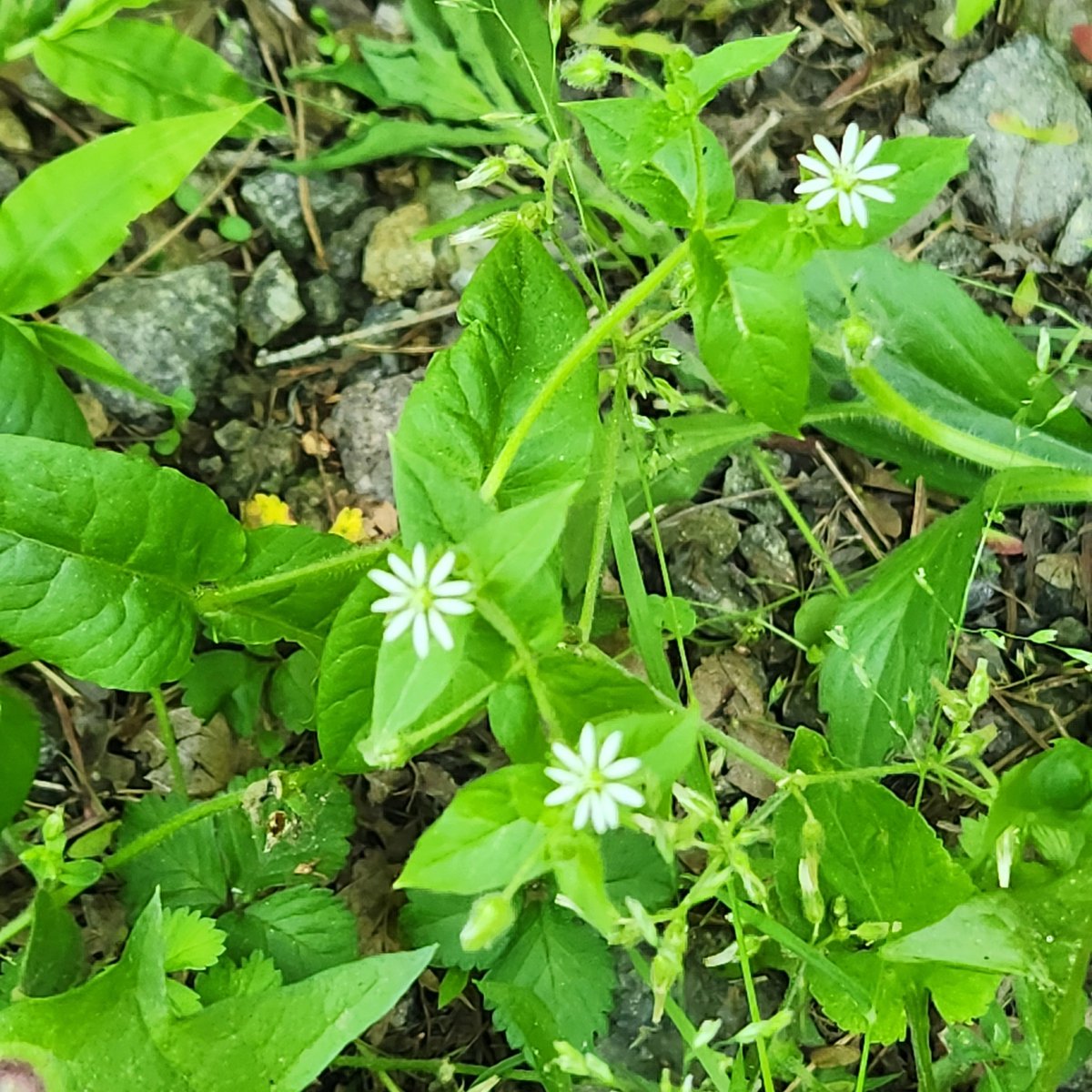 이후 이 계정에는 간간히 작업해보는 꽃 사진이나 꽃 정보 올려볼까 합니다. 기회가 된다면 제작도 해볼게요💐