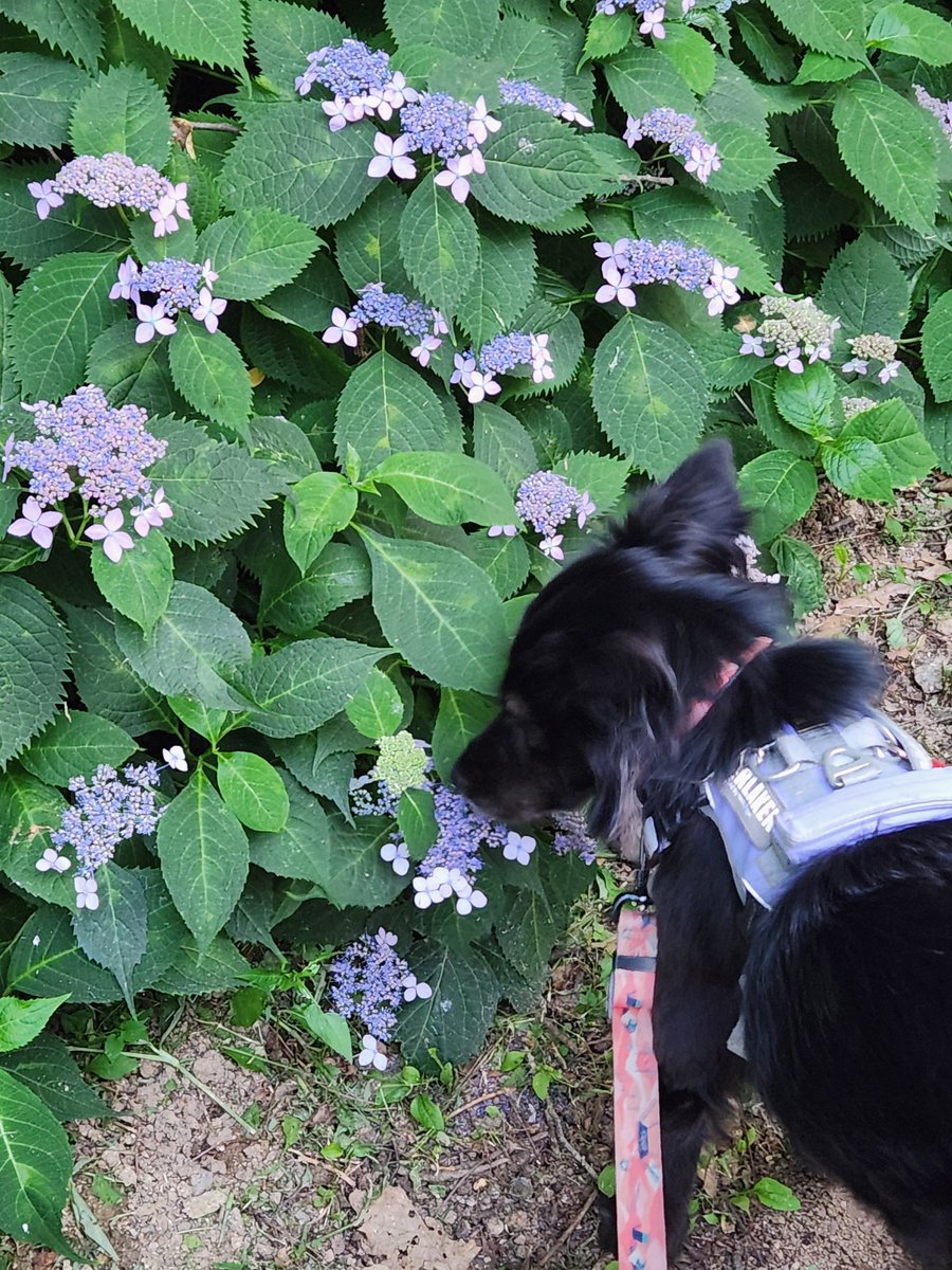 엄먀 닮아서 꽃냄새는 꼭 맡고 가야되는 강쥐🤭