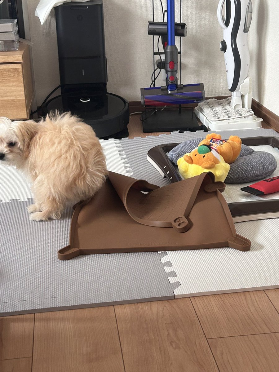 1998rento's tweet photo. 新しいトイレ買ってあげたのに…
収集癖のある犬を飼うと困る。
力んでる顔↓ https://t.co/Ba4HH4uYPu