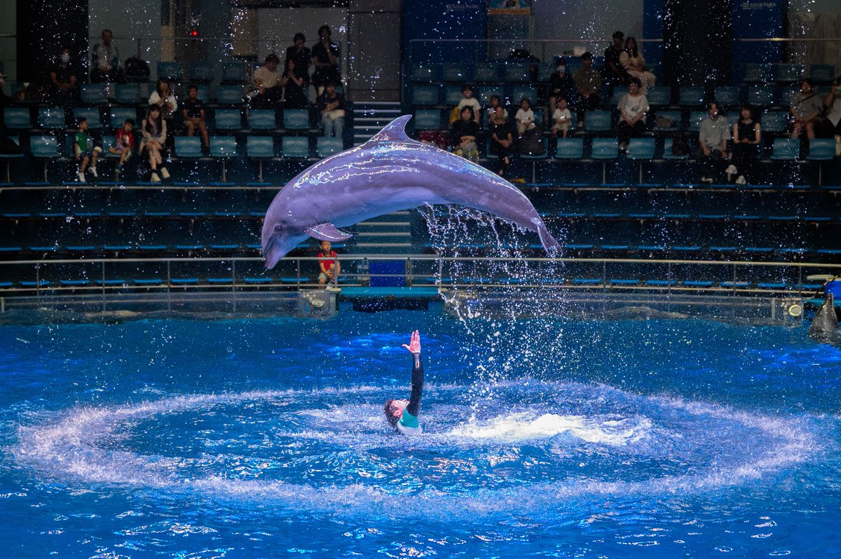 イルカショーで50mm f1.8を使う新しい試み 📷Nikon z6ii+z50mm f1.8 S