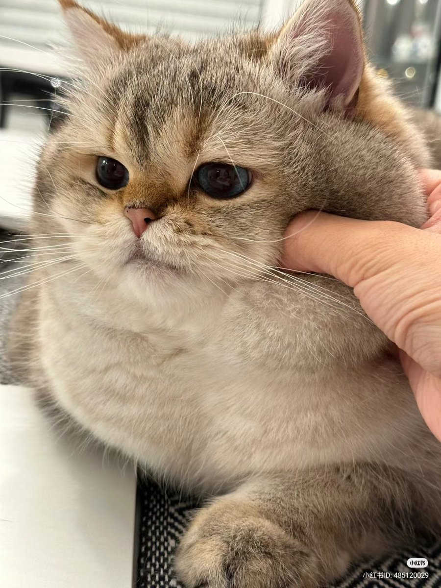 chubby