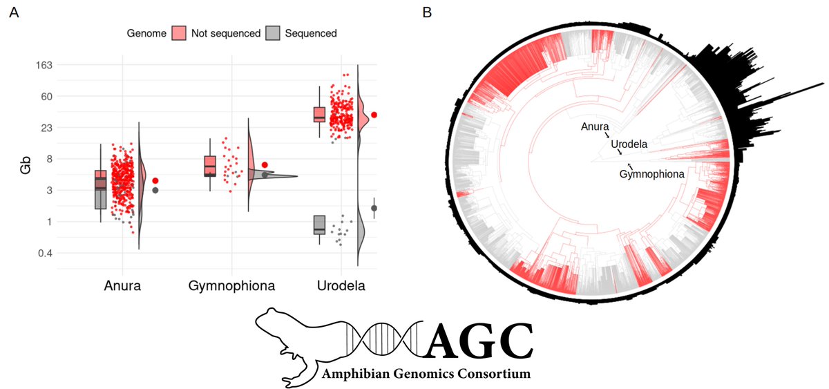 I'm thrilled to announce that the first preprint from the Amphibian Genomics Consortium (AGC) is now available on bioRxiv. This paper was greatly improved by the contributions of the AGC's diverse members 🐸🧬

biorxiv.org/content/10.110…