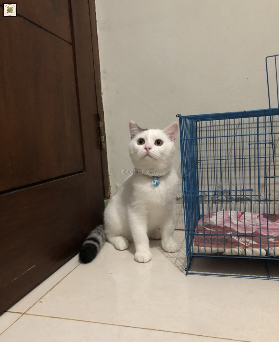 KochengFess v2 tweet media