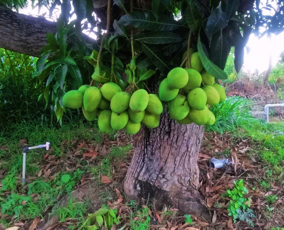 Ending this year's mango season by harvesting the last bunch of mangoes in our farm🌳.We sold approximately 25 tonnes of mangoes.🥭

We sold mangoes directly to consumers at mango melas organized at Mangalore, Udupi, Bengaluru,Mysuru also through online delivery to mango lovers📦