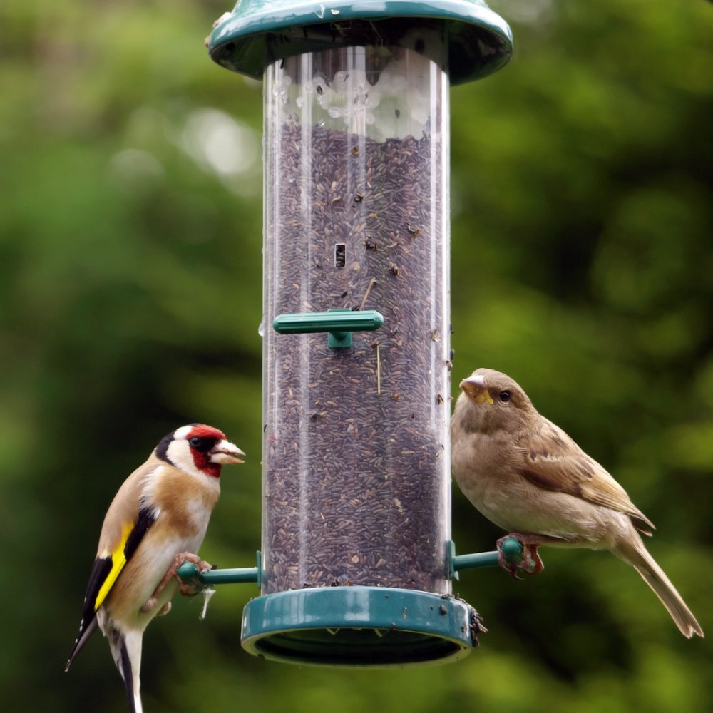 TopsoilDirect's tweet image. Shop our range at Garden Topsoil Direct! Treat the birds in your garden this summer with our bird food &amp;amp; feeder collection. Explore our variety of products and create your own bird haven today!

gardentopsoildirect.co.uk/product-catego…

#GardenTopsoilDirect #BirdFood