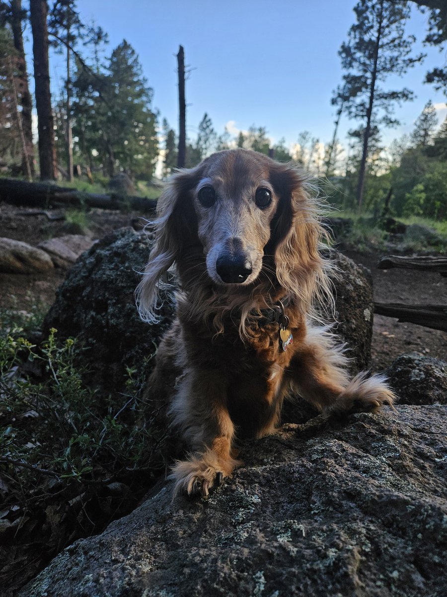 ladycivet's tweet photo. Took the old man on a trip to flagstaff and got to do some hiking. He of course wanted to be carried like a baby after https://t.co/hmJhyjdcA6