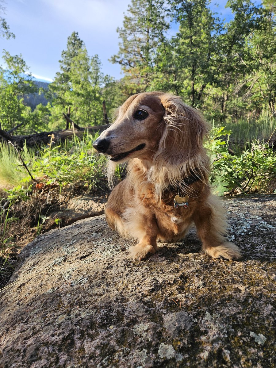 ladycivet's tweet photo. Took the old man on a trip to flagstaff and got to do some hiking. He of course wanted to be carried like a baby after https://t.co/hmJhyjdcA6