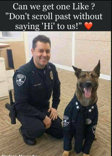 𝕏 Dogs tweet media