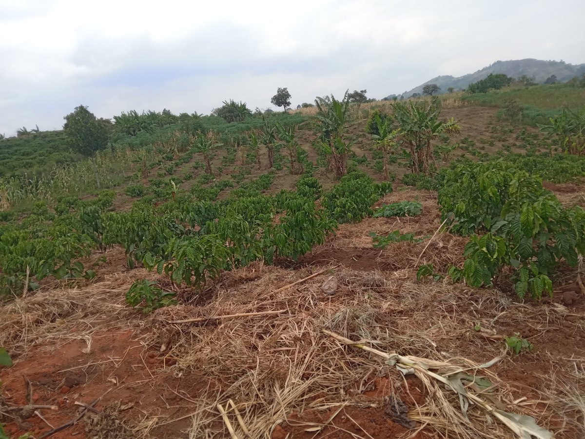 The dry spell is on in Kakumiro and we are ready for it! <a href="/PearlFarmsUg/">Pearl Model Farm</a>, we are planning for the next planting season.  We also have quality CWDr aka KR varieties in Kakumiro &amp; Busula (Wobulenzi,  Luwero). Old Clones (D,B) are alsoavailable. BOOK NOW!
Tel: 0775 170346/0703828741