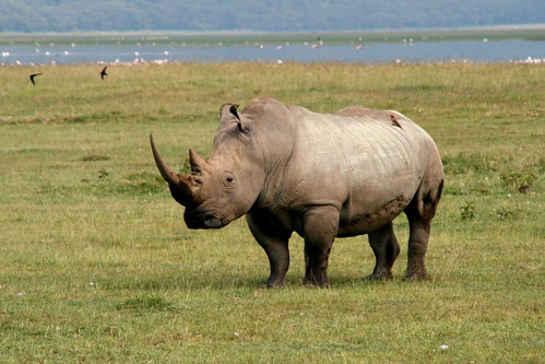 Start Up No.2246: EU threatens Meta with DMA fine, the tech unemployment line, Florida man shoo(t)s drone, and more dlvr.it/T92lvv