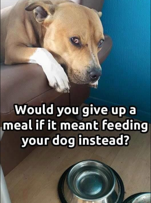 DogLovers03's tweet photo. Would you ? https://t.co/h3Hu9QZ1lk