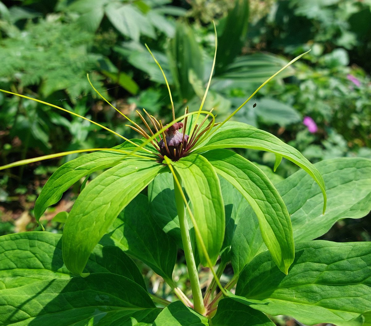 The amazing Paris polyphylla has more flowers than before so hoping for more seed this year. First seedlings pricked out last year, four years after sowing!

#paris #parispolyphylla #shadeplants #plantsforshade #woodlandgarden #rareplants #weirdplants #peatfree