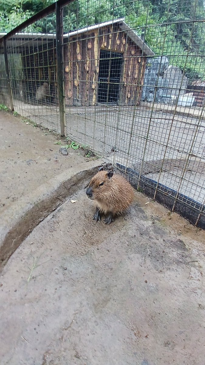 capybara