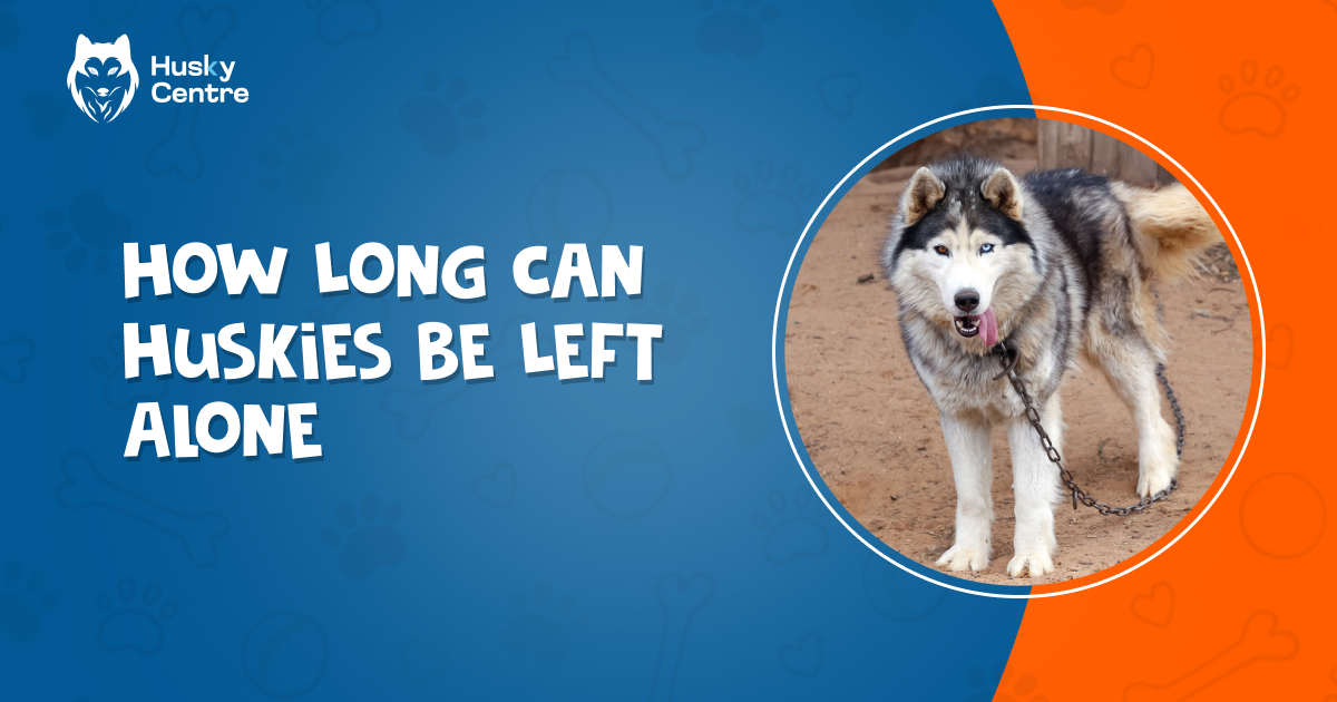 HuskyCentre's tweet photo. Learn how long Huskies be left alone, understand their needs, and discover tips to ensure their well-being in your absence.

𝐑𝐞𝐚𝐝 𝐌𝐨𝐫𝐞: https://t.co/vSrBTyzLjV

#HuskyCare #DogOwnerTips #PetCare #HuskyLife #CanineCompanions #DogLovers #PetParenting #HuskyTraining https://t.co/voKnh61ZpO