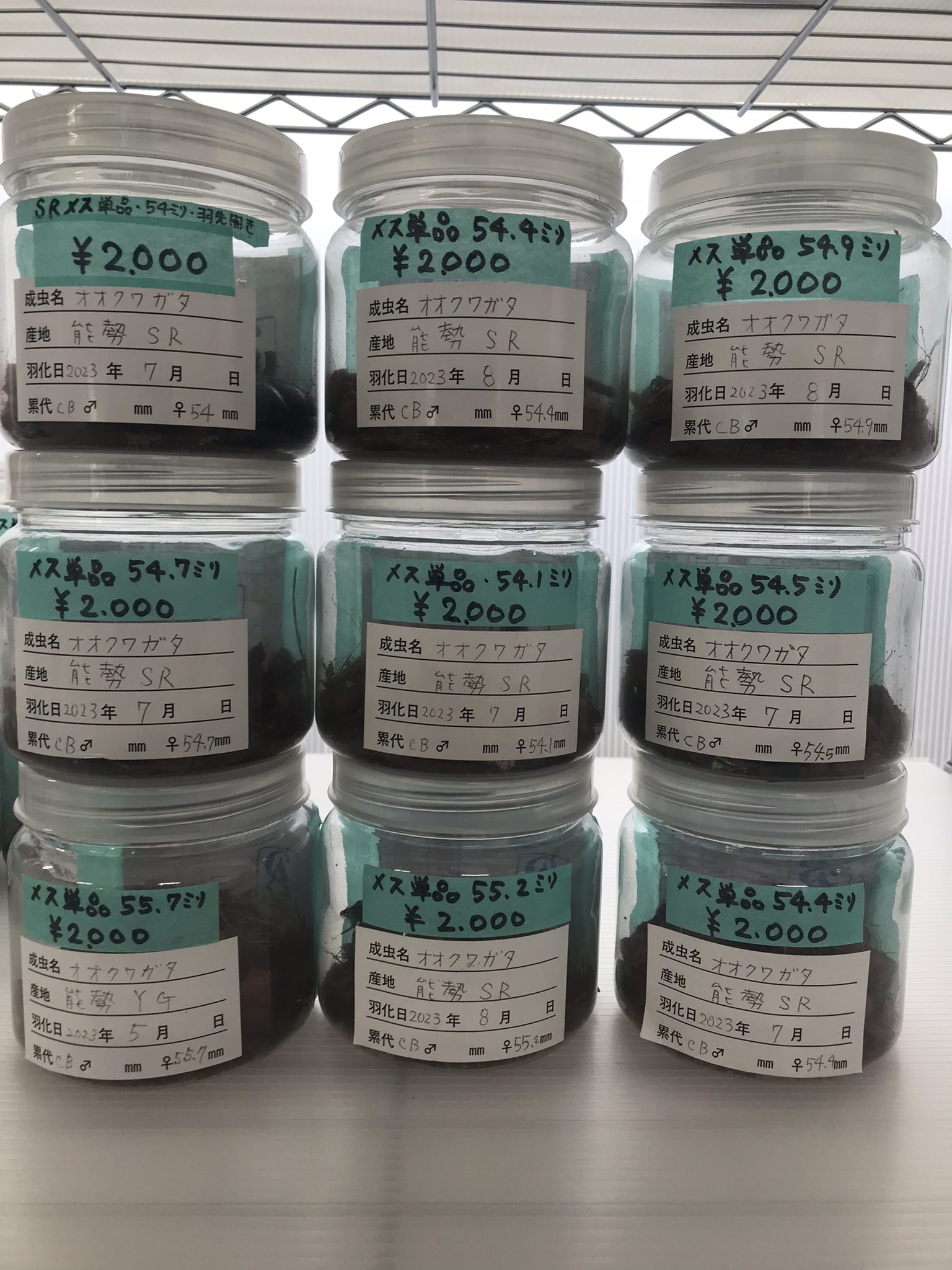 オオクワガタ販売・オオクワフィールド on X: 
