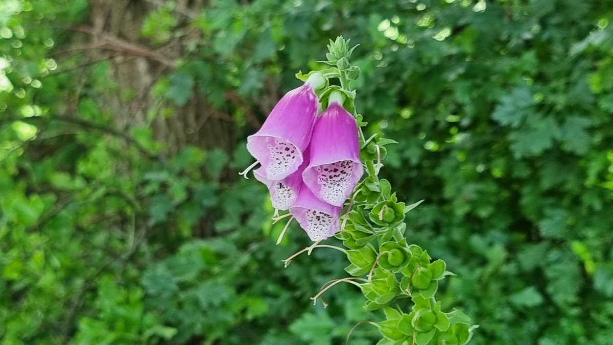 LHCRT1's tweet photo. The wildflowers are a plenty at the moment.
Yesterday, we saw the flowers at Darnford Moors Ecology Park, today here's a selection from Borrowcop Locks Canal Park and Gallows Reach. ๐ฟ
#NoMowWay #LetItBloomJune #KneeHighJuly https://t.co/d9TyLr6Hvm