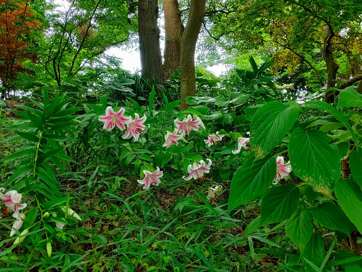 こんにちは、大船フラワーセンターです！
神奈川県のシンボルでもあるヤマユリが開花しました♪

ベニスジヤマユリの品種もの、モミジ山エリアでご覧いただけます(^o^)