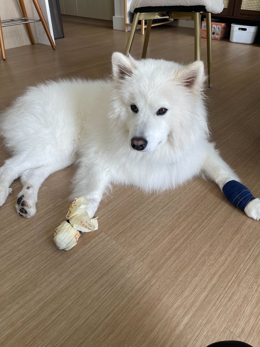 heal_eos's tweet photo. A quick update on my toy!
I made a prototype with adhesive gauze, beeswax paper, and a hairband. Also tried an existing product that targets the wrist.
Surprisingly they stayed intact for 24 hours XD good looks! pic is day 2
@_buildspace @_nightsweekends
#erevald https://t.co/Hk1foIbHKT