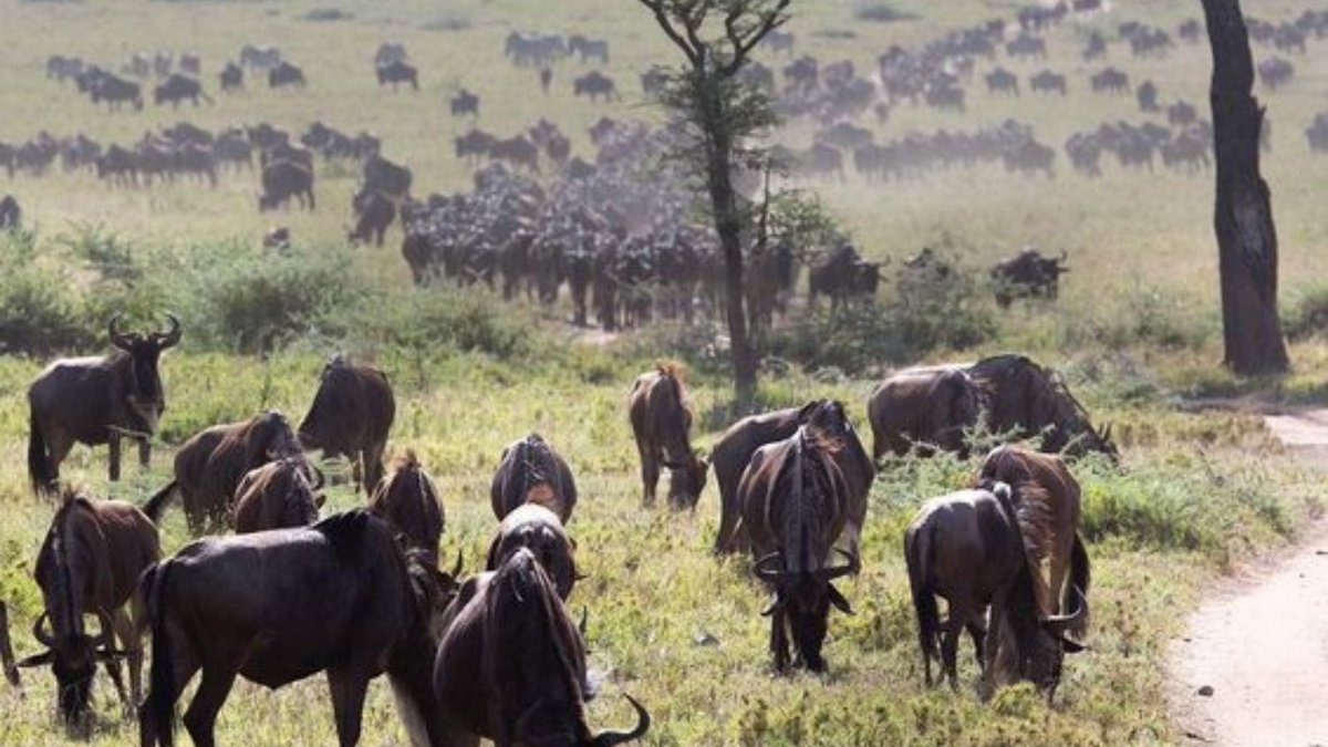 DAYDREAM SAFARIS (@daydreamsafaris) on Twitter photo Wildebeest Migration update: A large herd has been spotted Kogatende area, Northern Serengeti, Hello July, July is shaping up for an exciting wildebeest crossing across the Mara River, in the Masai Mara National Reserve.
For Inquiry
Email: jambo@daydreamsafaris.com
+254 715946852 Wildebeest Migration update: A large herd has been spotted Kogatende area, Northern Serengeti, Hello July, July is shaping up for an exciting wildebeest crossing across the Mara River, in the Masai Mara National Reserve.
For Inquiry
Email: jambo@daydreamsafaris.com
+254 715946852