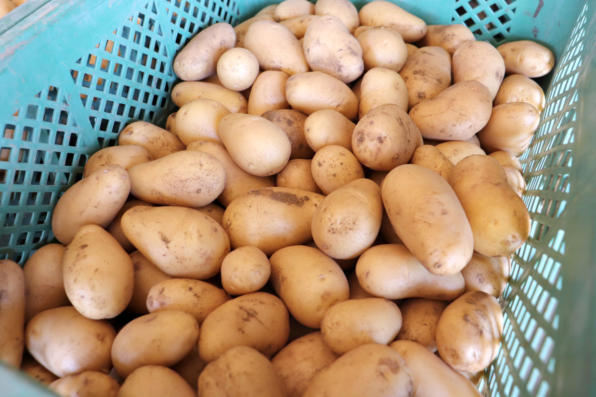 🥔伝統の手掘り収穫🥔／ #三島馬鈴薯 の出荷が始まっているよ🚚 #箱根