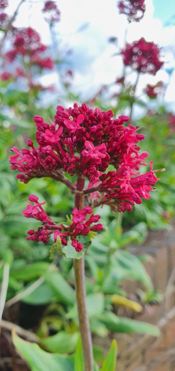 One thing I've been amazed about since moving to the North-east is the sheer amount of Red Valerian that's on roadsides - looks beautiful but always full of bees and butterflies 🦋