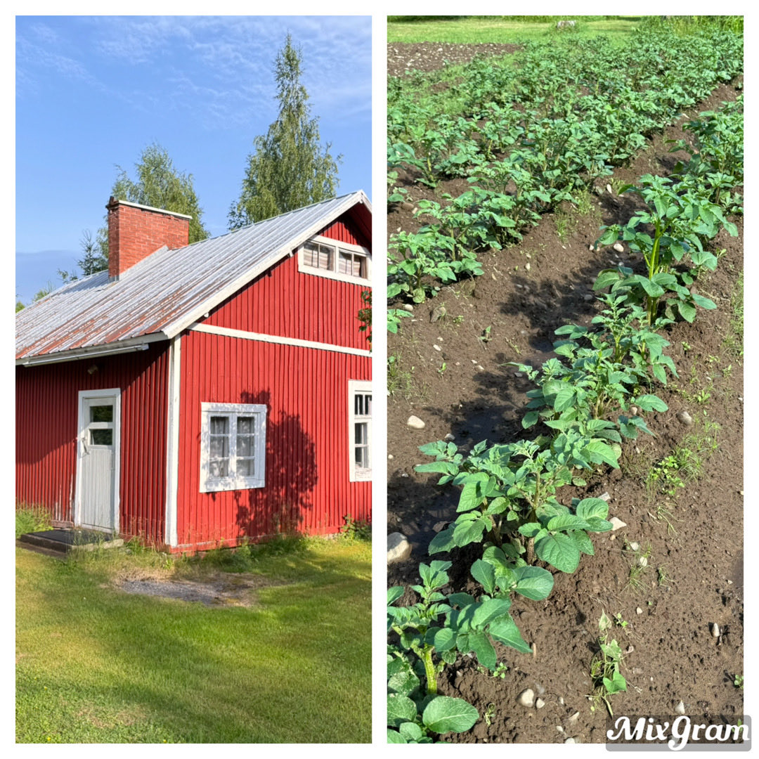 Takaisin Pohjois-Karjalaan… vanha punainen tupa ja perunamaa ovat paikallaan ja elämisen rytmi on hieman verkkaisempaa👍 Pellolta, metsästä ja järvistä kerättiin, metsästettiin ja kalastettiin pääosa päivittäisestä ruuasta. Luonnon kestävä käyttö ja monimuotoisuus on tärkeää!