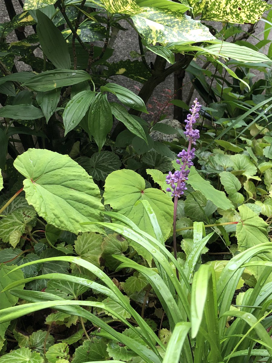 希少！◆中村彰宏◆【朝の散歩\"花を探しに\"】100枚限定19/100◆額付 HJCD-0007 Crossroads Vol.1作曲家 高橋久美子×箏曲家 野坂操壽