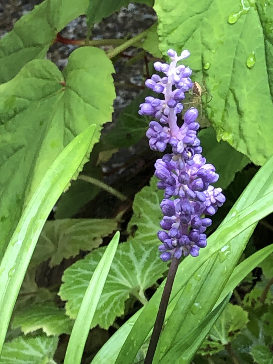 希少！◆中村彰宏◆【朝の散歩\"花を探しに\"】100枚限定19/100◆額付 HJCD-0007 Crossroads Vol.1作曲家 高橋久美子×箏曲家 野坂操壽