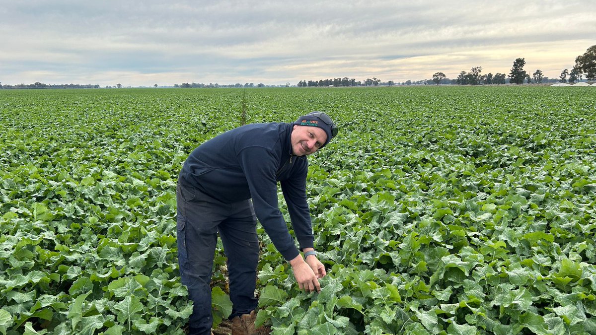 Pioneer Seeds - Australia tweet media