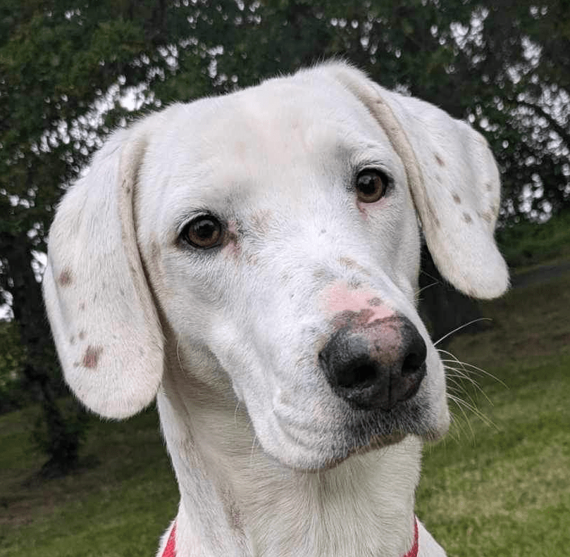 AdoptionsUk's tweet photo. Please retweet to help Lulu find a home #CHESHIRE #UK 
AVAILABLE FOR ADOPTION, REGISTERED BRITISH CHARITY✅
This shelter is open on the weekends 1.30pm- 4 pm for public viewings. NO APPOINTMENT NEEDED✅
Lulu is a happy go lucky lady, who is super affectionate and loves nothing more than cuddles. She thoroughly delighted when out on her walks.

During her time here, she was socialised well with other dogs and really does enjoy walking with them, therefore we believe she could potentially live with another dog – subject to a successful meet 🐶✅

Because of Lulu coming in as a stray, we have no history on her. Due to her friendliness, we think she could potentially live with children aged 10+ ✅

DETAILS or APPLY👇
https://t.co/2PK9HAzkpx

#dogs #dog #animals #pets #Manchester #England #adoptdontshop #rescuedog  #pet