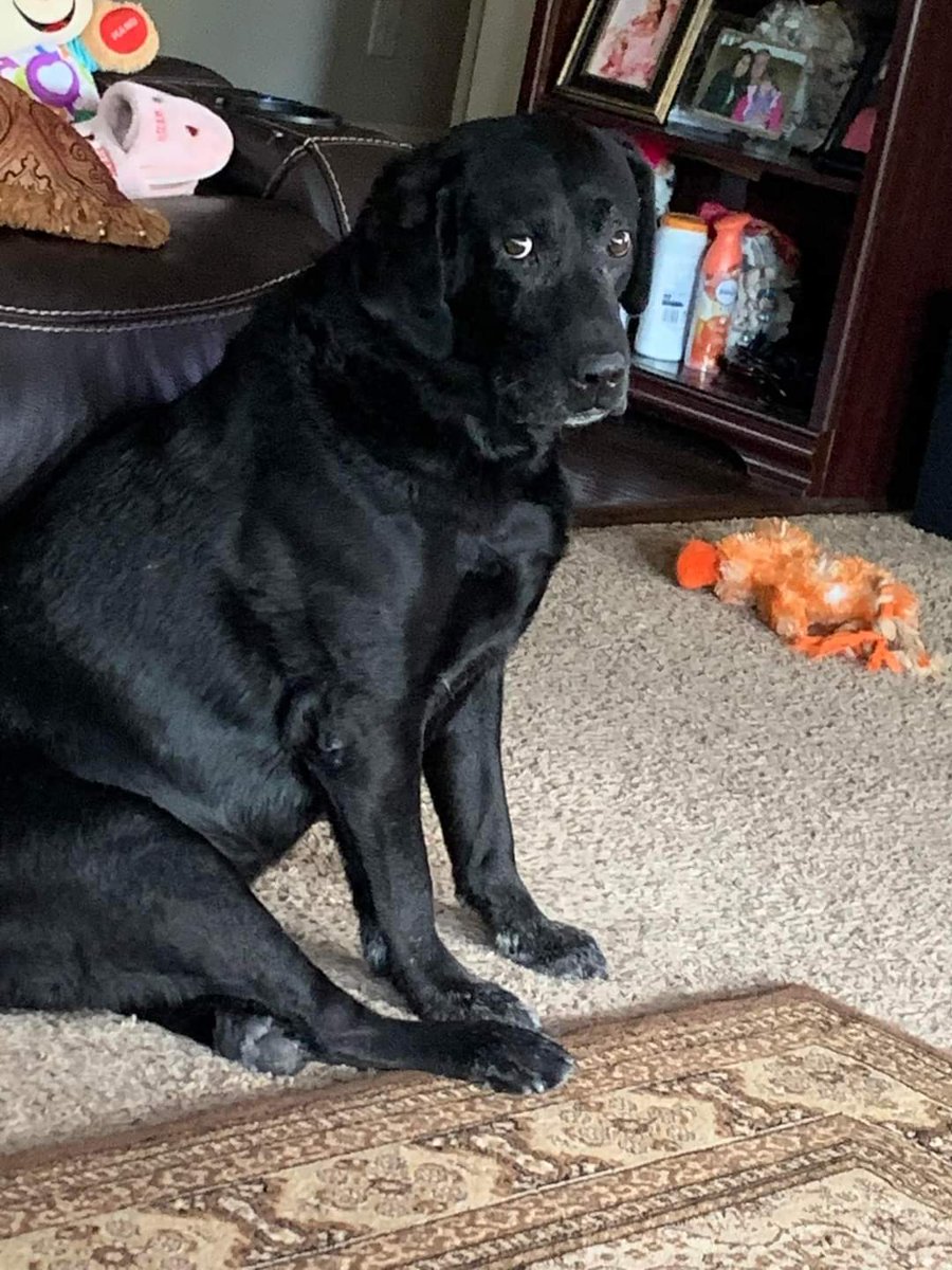 Happy Dog tweet media