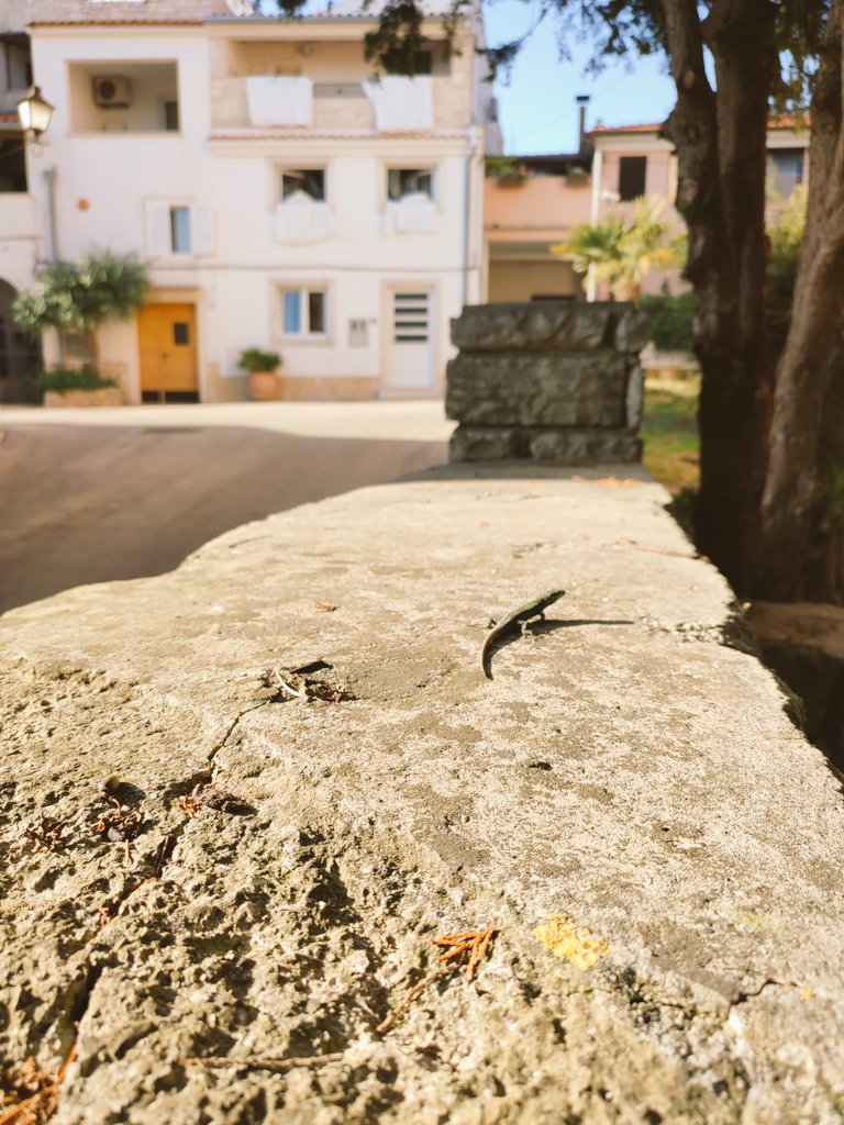 Dr Rebecca Rimbach | urban-squirrel.bsky.social tweet media