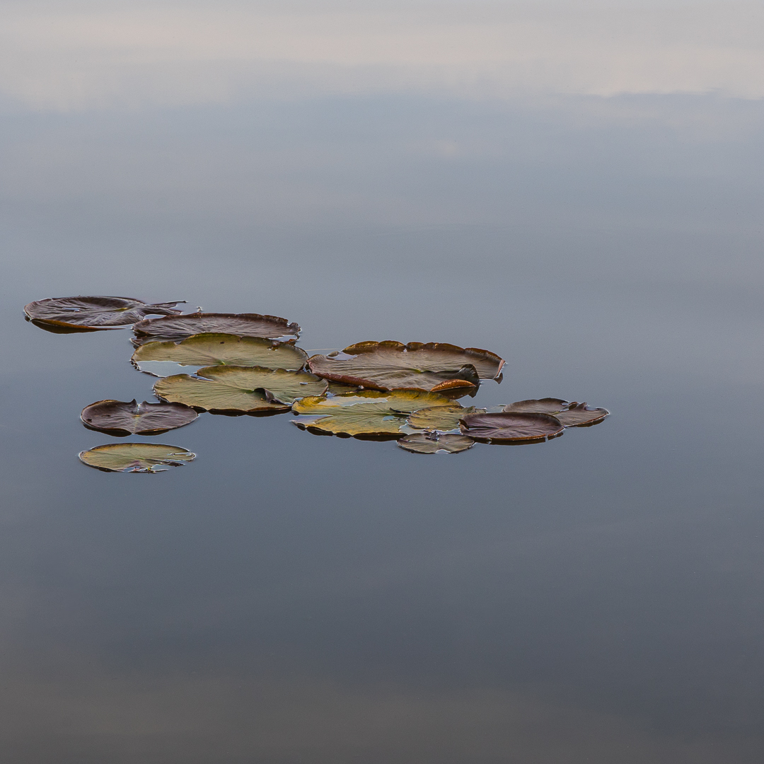 richardchubbUK's tweet photo. This clump of lilies sat just of the edge of a larger group. 

As a whole there was no photo there for me, but just by isolating these lilies, with the dark morning waters, the photo works. For me anyway!

@canonUK
RF24-105 @ 105mm
F11
ISO 100
1/25 sec https://t.co/anqL1UXiZF