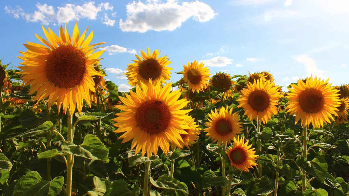 Immer mehr Menschen setzen sich mit uns in Sachsen für Klimaschutz, Vielfalt und Demokratie ein! 

360 neue Mitglieder seit Anfang des Jahres- wir <a href="/gruene_sachsen/">B'90/GRÜNE Sachsen</a> wachsen auf 4000. Ein so wichtiges Zeichen vor den Landtagswahlen im September!