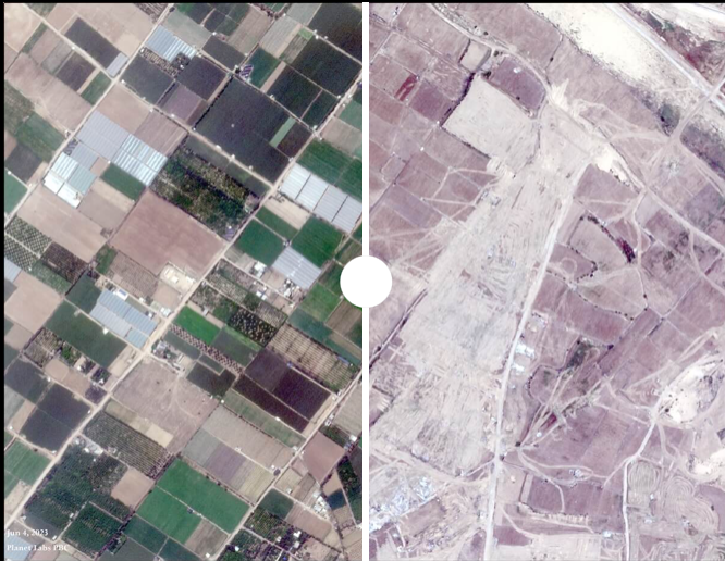 DrMadsGilbert's tweet photo. How israel destroyed Gaza´s ability to feed itself
At the start of summer, Gaza's fields are usually bursting with ripening crops and fruits of all colours, scents and sizes.

But, nearly nine months into Israel’s war on Gaza, abundant harvests have given way to devastation and a dire humanitarian crisis.

A UN report says 96 percent of Gaza’s population is food insecure and one in five Palestinians, or about 495,000 people, is facing starvation.

Satellite images analysed by Al Jazeera's digital investigation team, Sanad show that more than half (60 percent) of Gaza's farmland, crucial for feeding the war-ravaged territory’s hungry population, has been damaged or destroyed by Israeli attacks.

Israel has killed at least 37,900 people and injured 87,000 others in bombings, by destroying healthcare that could have saved them, and by starvation.

North to south, nowhere and nobody has been spared.

https://t.co/rRxBVTjQHd

North Gaza
In Beit Lahiya, once known for plump, juicy strawberries that locals fondly called "red gold", Israeli bulldozers and heavy machinery have systematically razed fields, reducing them to dirt.

Before the war, Gaza's strawberry industry employed thousands of people. Seeding and planting began in September, with harvesting from December through March.

Gaza City
Thriving garden patches and back-yard fruit trees once dotted Gaza City, home to about a third (750,000) of Gaza’s 2.3 million population before the war.
The olive tree is deeply beloved in Palestine, symbolic of Palestinian resilience against Israeli occupation.

During one short pause in fighting from November 22 to December 1, Palestinian farmers ran to harvest their olives and extract oil, because they do not know any other way to live, and because they needed the harvest.

Olive cultivation is crucial in the Palestinian economy and is used for everything from oil to table olives to soap.

South of Gaza City is Zeitoun, a neighbourhood named after the Arabic word for olive. Before and after satellite images show southern Zeitoun where nearly every last bit of greenery has been wiped out.

Deir el-Balah
Its very name meaning "House of Dates", the central governorate of Deir el-Balah is one of Gaza’s largest agricultural producers, known for its oranges, olives and - of course - dates.

The date harvest typically begins in late September and continues through the end of October.

Khan Younis
Khan Younis in the south used to produce the bulk of Gaza’s citrus, including oranges and grapefruits.

With its fertile soil and long hours of Mediterranean sunshine, it has the ideal climate as well as lots of space, being Gaza’s largest governorate - about 30 percent of the Strip’s 365sq km (141 sq miles).

Rafah
Rafah is Gaza’s southernmost district, with a pre-war population of about 275,000 people.

Rafah is also the name of the crossing with Egypt which used to be a vital link between Gaza and the rest of the world before it was destroyed by Israel in May.

In the southeast of Rafah is the Karem Abu Salem (Kerem Shalom) crossing where goods grown or produced in Gaza were shipped out of the territory.

Before and after satellite imagery shows how Israeli forces have flattened vital fields in eastern Rafah

Israel has imposed a land, air and sea blockade on Gaza since 2007 but the ingenious farmers of the enclave still managed to build a vibrant, mostly subsistence, agricultural sector before Israel's latest assault.

Faced with a lack of inputs because Israel controlled imports and exports, the farmers made it work anyway.

Like Mohammed Abu Ziyada, 30, who could not be more proud of the first crop of red corn he grew using seeds from China.

Abu Ziada, who farms in Beit Lahiya, decided to try red corn because it needs less water and fewer agricultural inputs than other corn varieties...

Continued: https://t.co/rRxBVTjQHd