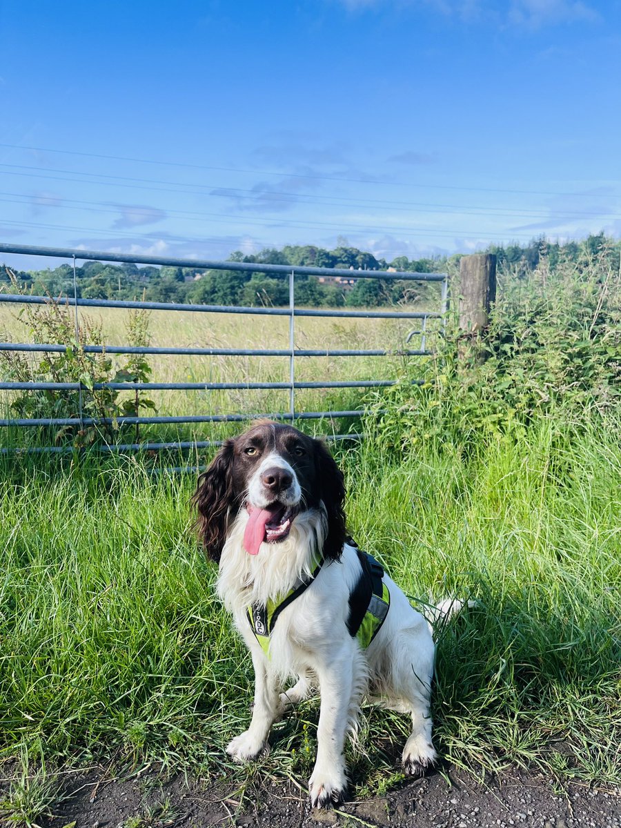 orourkeclaire1's tweet image. Whoop the sun is back out &amp;amp; bobby is very pleased! We are both running every
 day in July as a little summer challenge, wish us luck! #movement #dogRunning