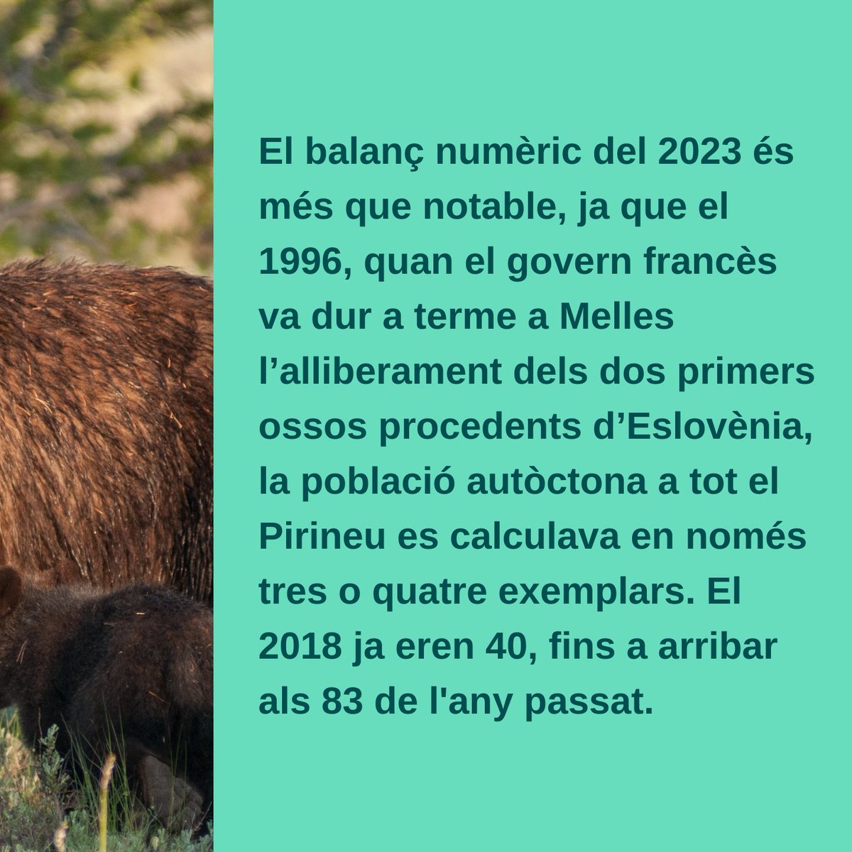 OPINIÓ |  🐻 La població d’os bru al Pirineu ha crescut a 83 exemplars el 2023, amb un ritme del 10,94% anual. Descobreix més a l'article de <a href="/JoaquimElcacho/">Joaquim Elcacho Clemente</a> : sostenible.cat/node/129361
<a href="/agentsruralscat/">Agents Rurals</a> <a href="/pnaltpirineu/">Parc Natural de l'Alt Pirineu</a>