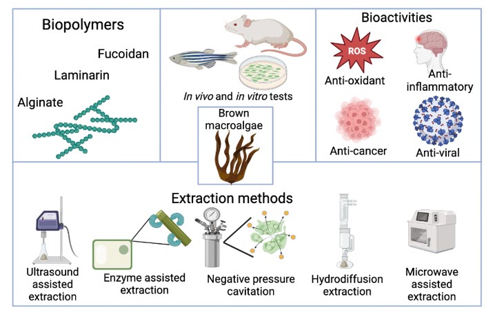 Plants_MDPI's tweet image. 🎉 Exciting announcement! Make sure to check out the highly viewed paper titled &quot;Polysaccharides from the Sargassum and Brown Algae Genus: Extraction, Purification, and Their Potential Therapeutic Applications&quot;
 
👉Link: brnw.ch/21wL57A
 
#brownmacroalgae #bioactivity