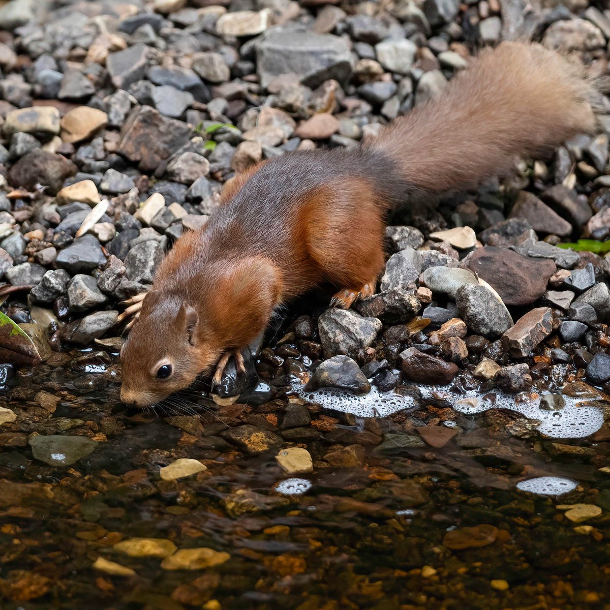 hertskingfisher's tweet photo. Thirsty work https://t.co/9V7RXZlO5R