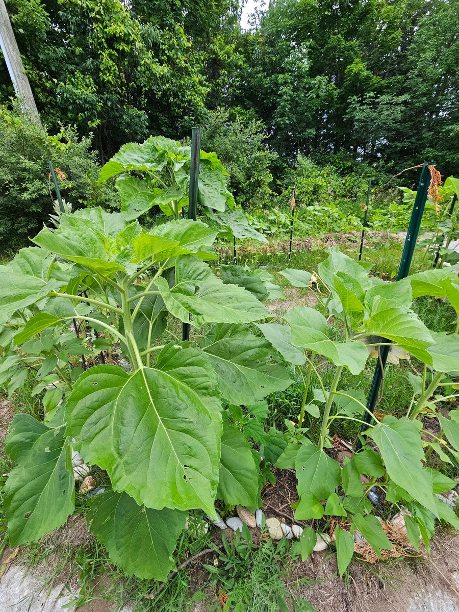 GTBMember's tweet photo. #Sunflowerroom #Sunflower #room still goin! #growing #sun #flowers in a circle almost as tall as the support poles! Impressive #Mullein plant too. https://t.co/0A7aBtUWga