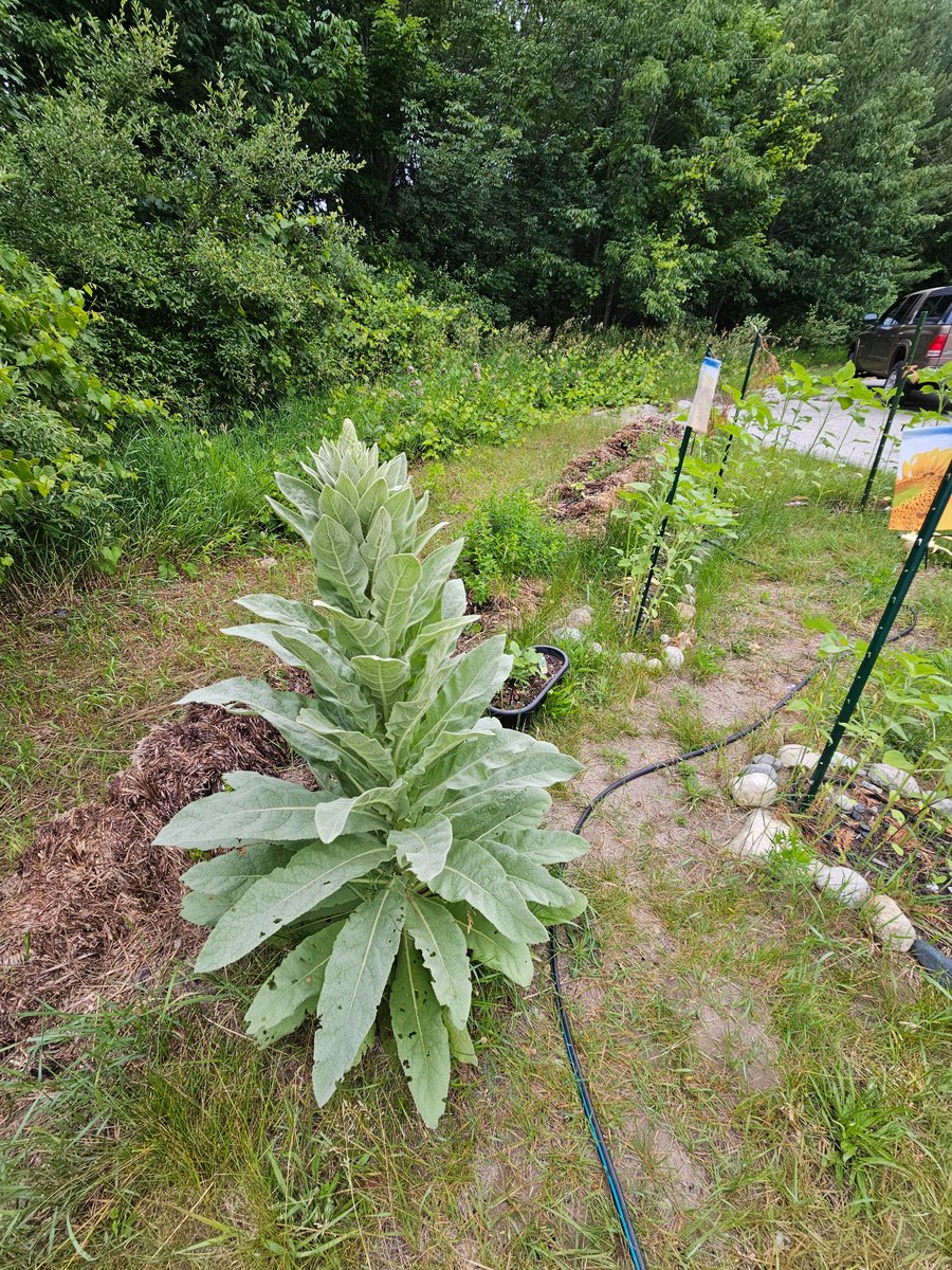 GTBMember's tweet photo. #Sunflowerroom #Sunflower #room still goin! #growing #sun #flowers in a circle almost as tall as the support poles! Impressive #Mullein plant too. https://t.co/0A7aBtUWga