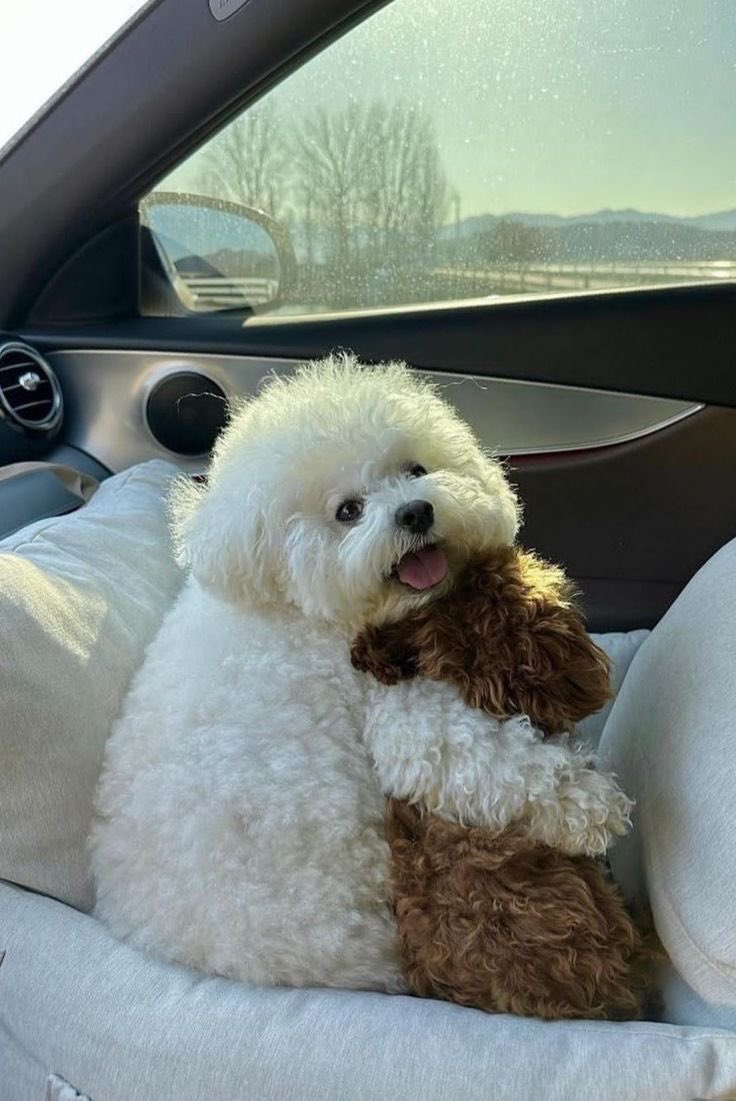 twaniimals's tweet image. ❤️‍🩹