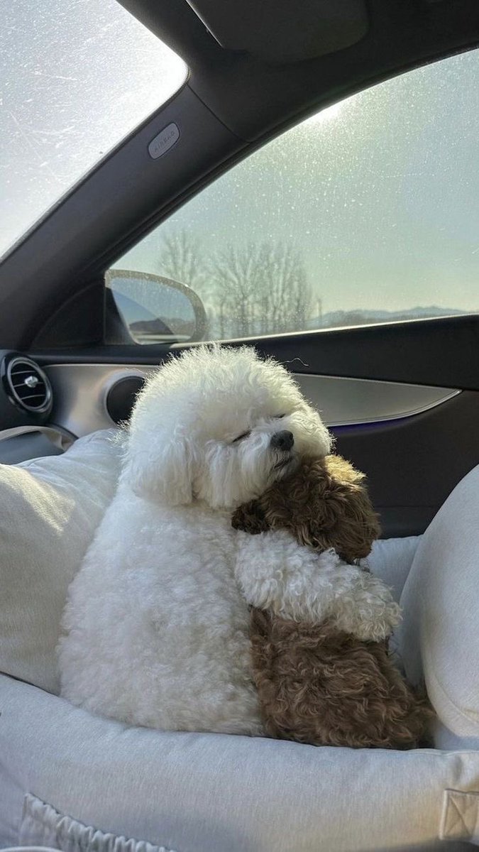 twaniimals's tweet image. ❤️‍🩹