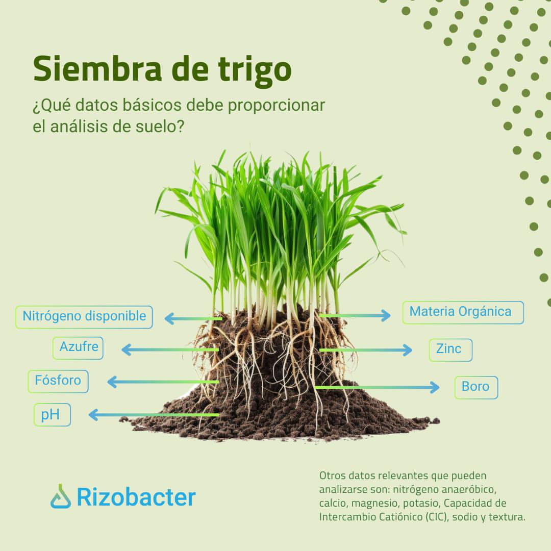 Rizobacter Uruguay tweet media