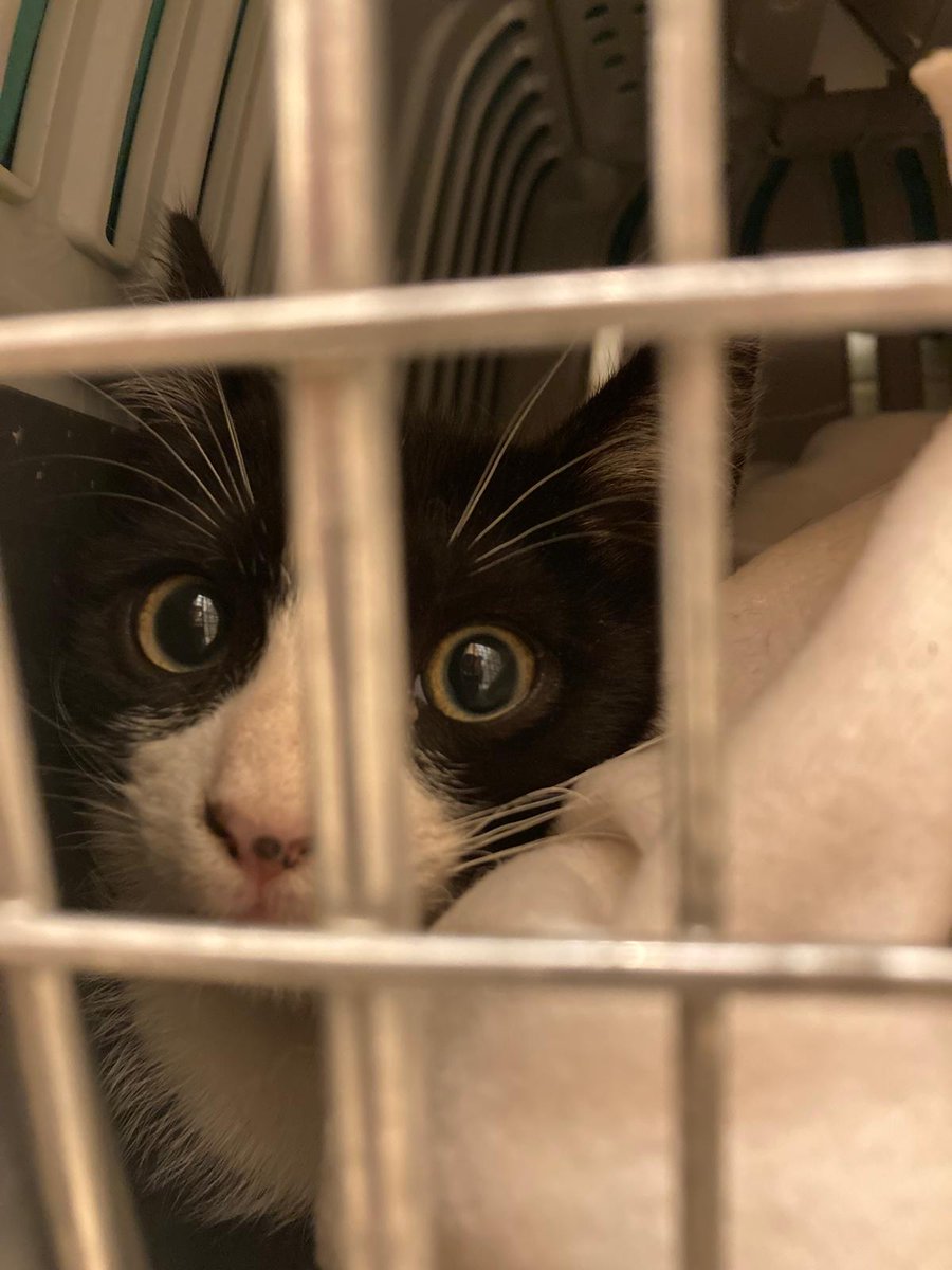 🤬Rebut avís d'un gatet en un portal. Els han fet fora d'una obra. El gat ja està a resguard. L'he capturat jo mateixa, està espantadíssim. Un altre mort. 🥺. Per variar, l'administració s'ha rentat les mans. 
Quina pena de #Blanes! 
🙏M'ajudeu a trobar-li una família?