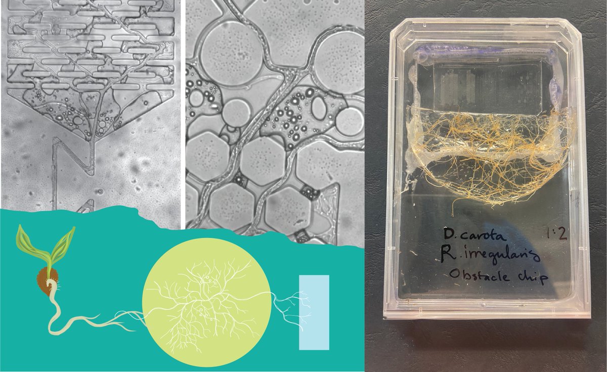 Kristin Aleklett (@kaleklett) on Twitter photo 📢🎆We are hiring a postdoc to come work with mycorrhizal fungi in microfluidic soil chips to study fungal decision making at the micro-scale. Sounds intriguing? Come join us at <a href="/lunduniversity/">Lund University</a>! Apply through the link below ⬇️#fungi #microfluidics #postdoc
lu.varbi.com/what:job/jobID… 📢🎆We are hiring a postdoc to come work with mycorrhizal fungi in microfluidic soil chips to study fungal decision making at the micro-scale. Sounds intriguing? Come join us at <a href="/lunduniversity/">Lund University</a>! Apply through the link below ⬇️#fungi #microfluidics #postdoc
lu.varbi.com/what:job/jobID…