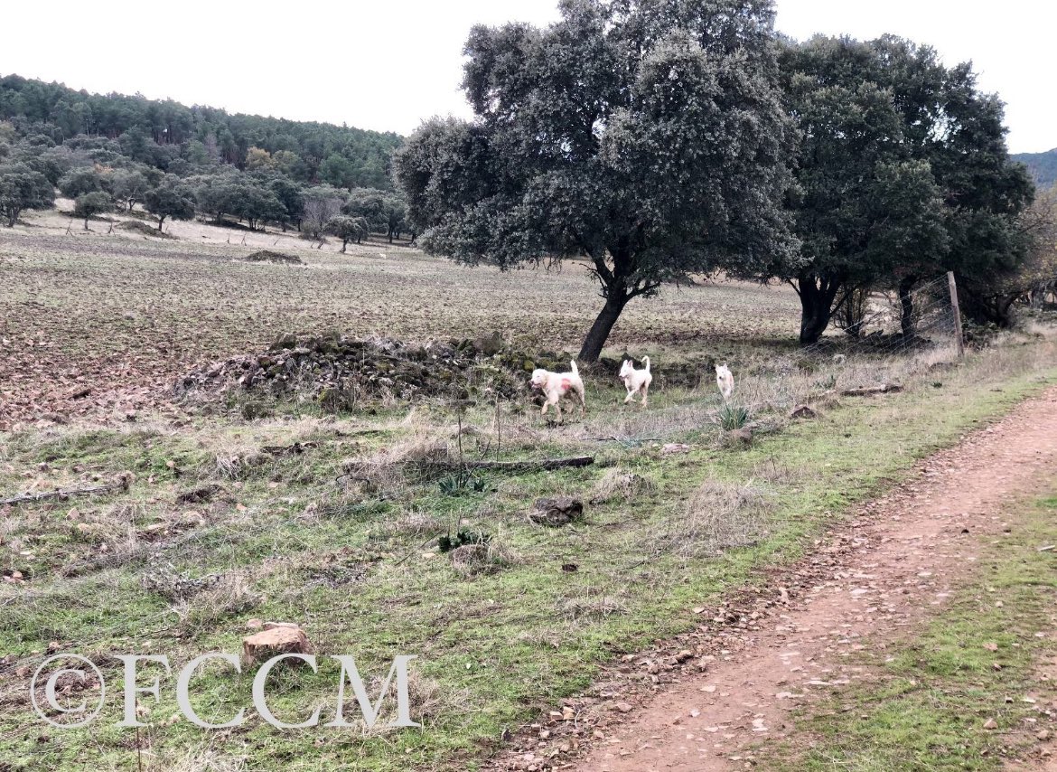 La Federación de Caza de CLM rechaza la posición del Miteco sobre la colocación de puestos de monterías y batidas en caminos

👉 fccm.es/489-2024_02-07…