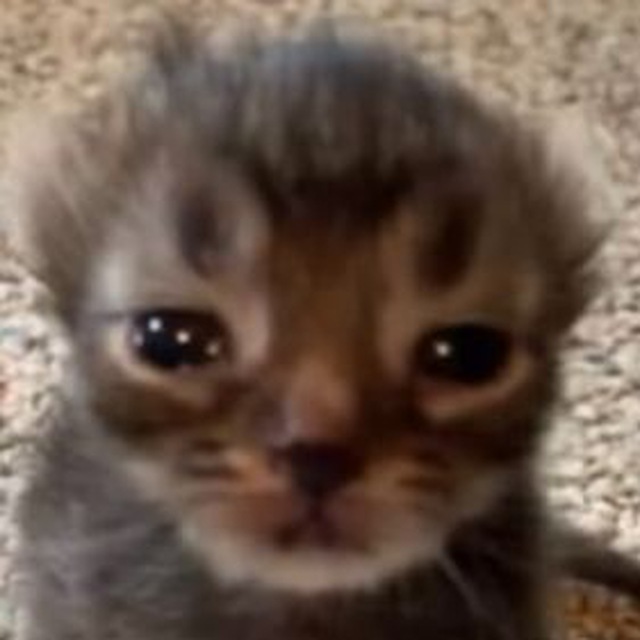 PIWI on SOL tweet media