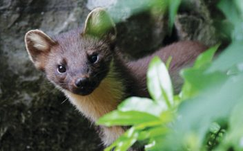 ClaireRaisin's tweet photo. I honestly can't think of a nicer organisation to work for!
If you have a passion for UK wildlife and are looking for a #job in #communications and #fundraising, then check out this role with @vincentwildlife.
🦔🦇🐁
#ConservationJob #FundraisingJob 
https://t.co/W9dwkwpK7x https://t.co/zkME8M1zff